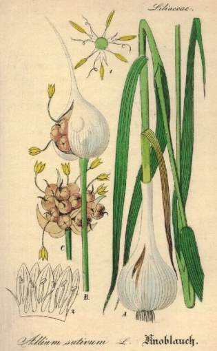 allium sativum